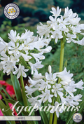 Agapanthus wit