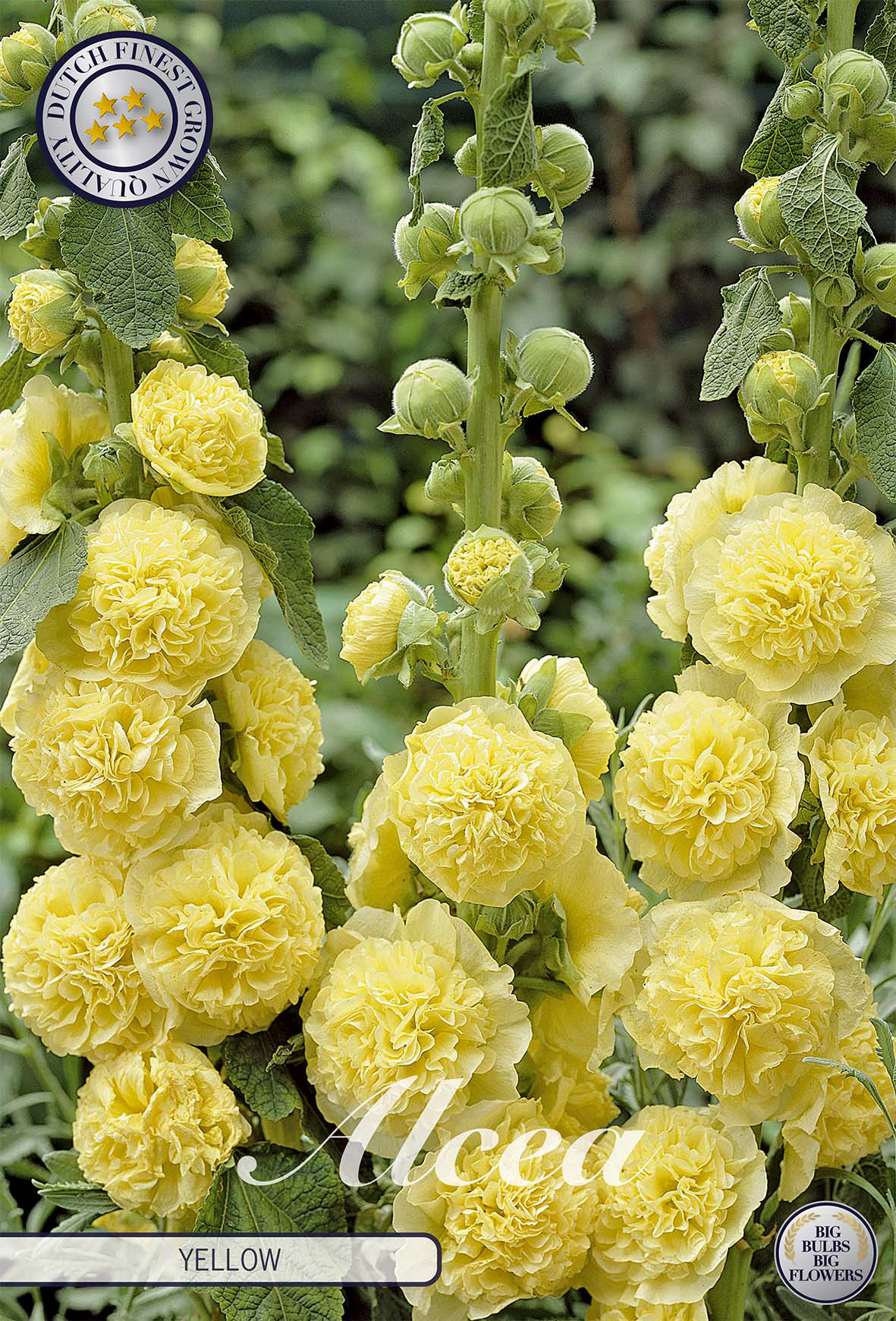 Alcea Geel