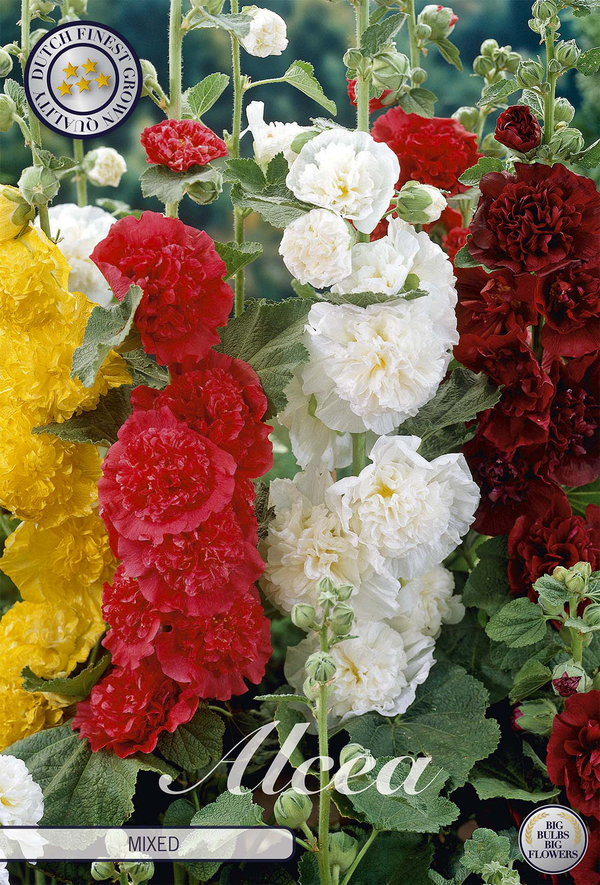 Alcea gemengd