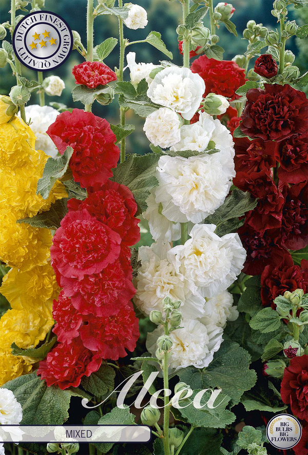 Alcea gemengd