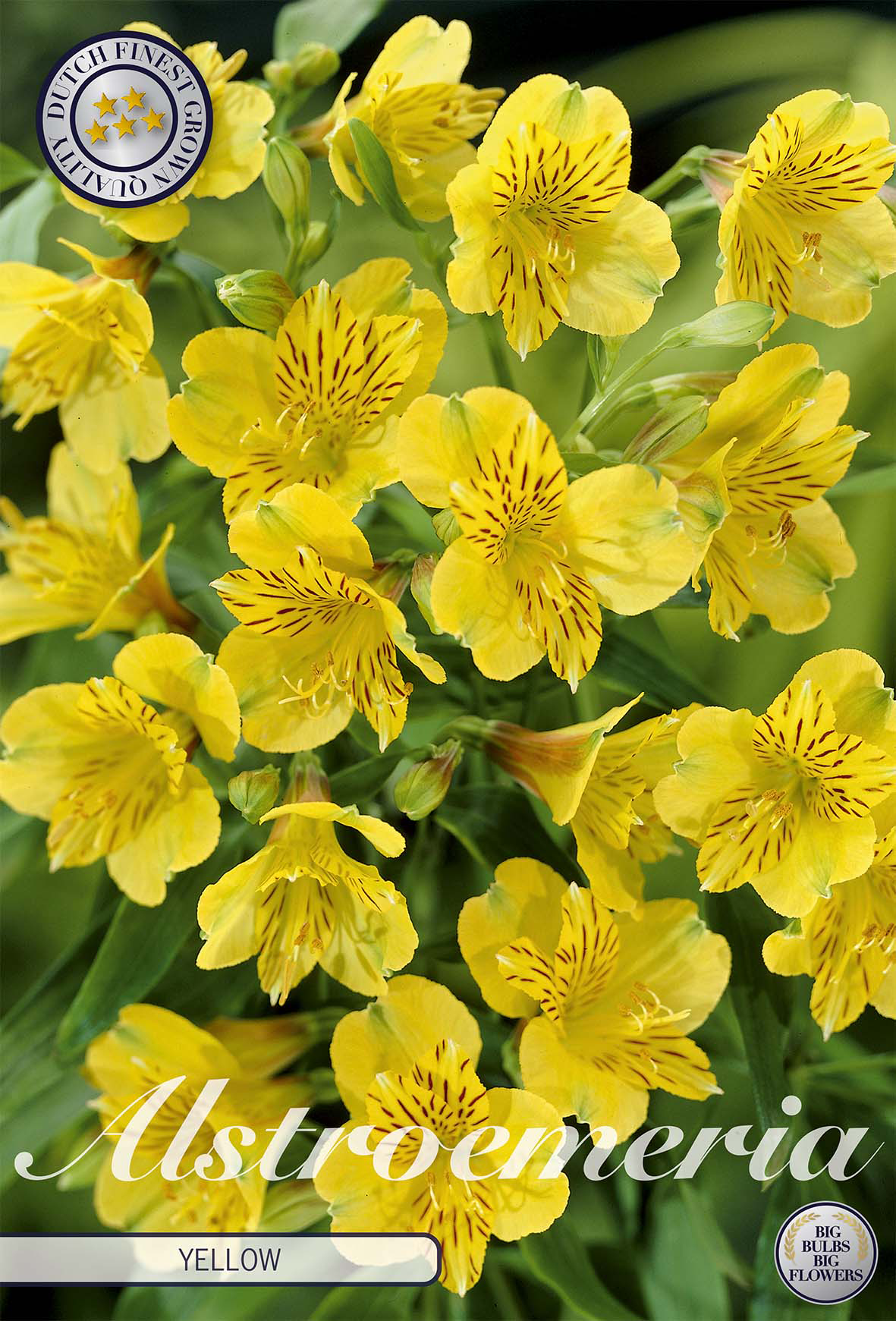Alstroemeria Geel