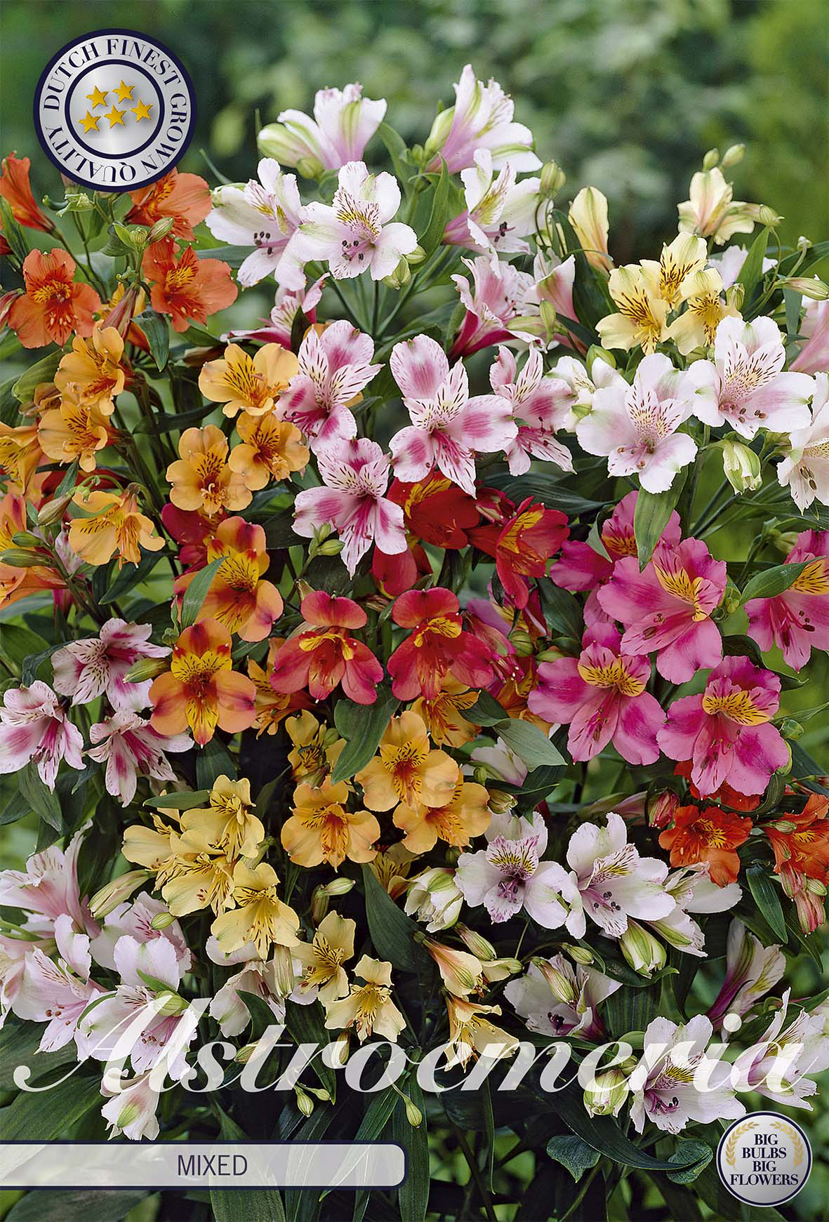 Alstroemeria gemengd
