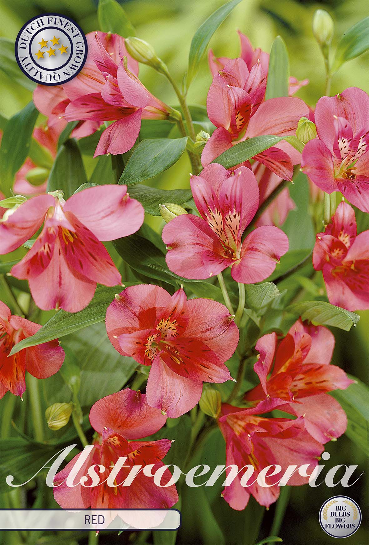 Alstroemeria Rood
