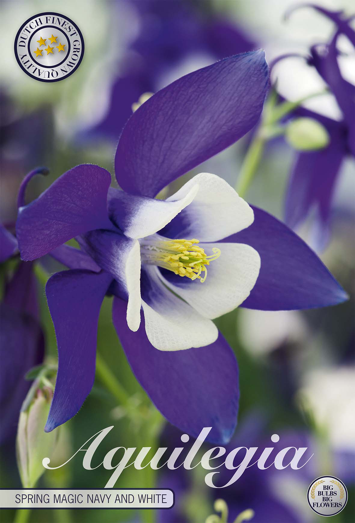 Aquilegia Spring Magic Marineblauw en Wit
