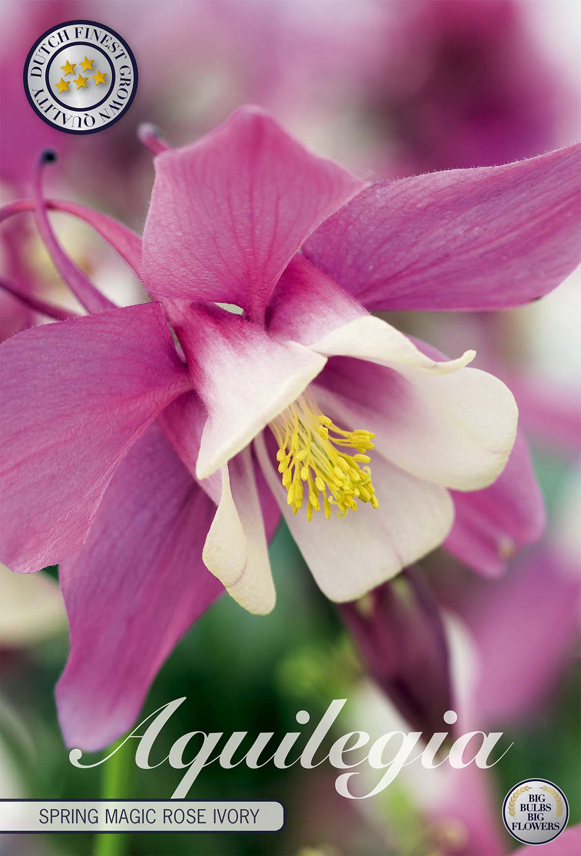 Aquilegia Lente Magie Roos Ivoor