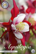 Aquilegia Zwaan Rood en Wit