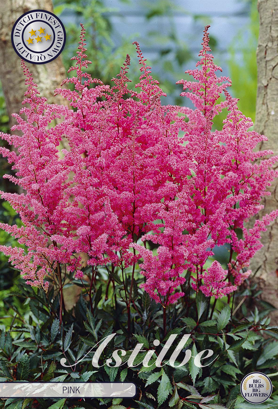 Astilbe Roze