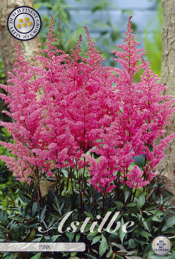 Astilbe Roze