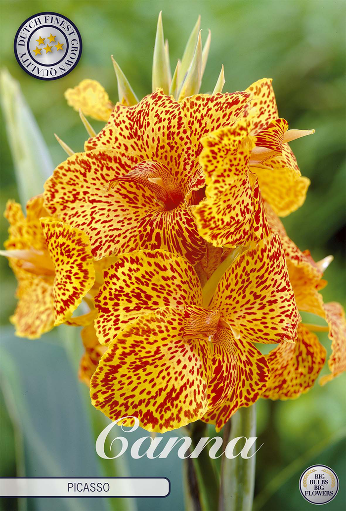 Canna Picasso