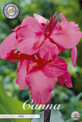 Canna Pink