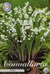 Convallaria Majalis