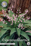 Convallaria Majalis Pink