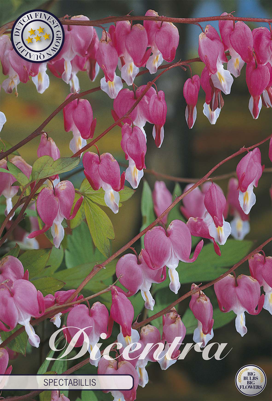 Harten bloemen