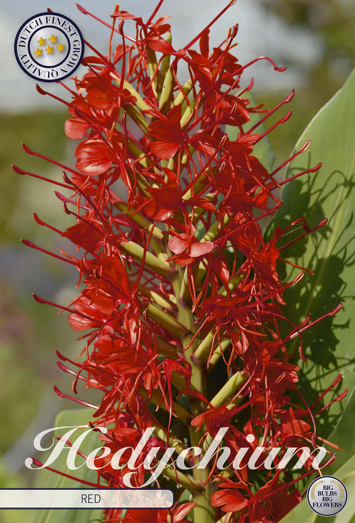 Hedychiumrood