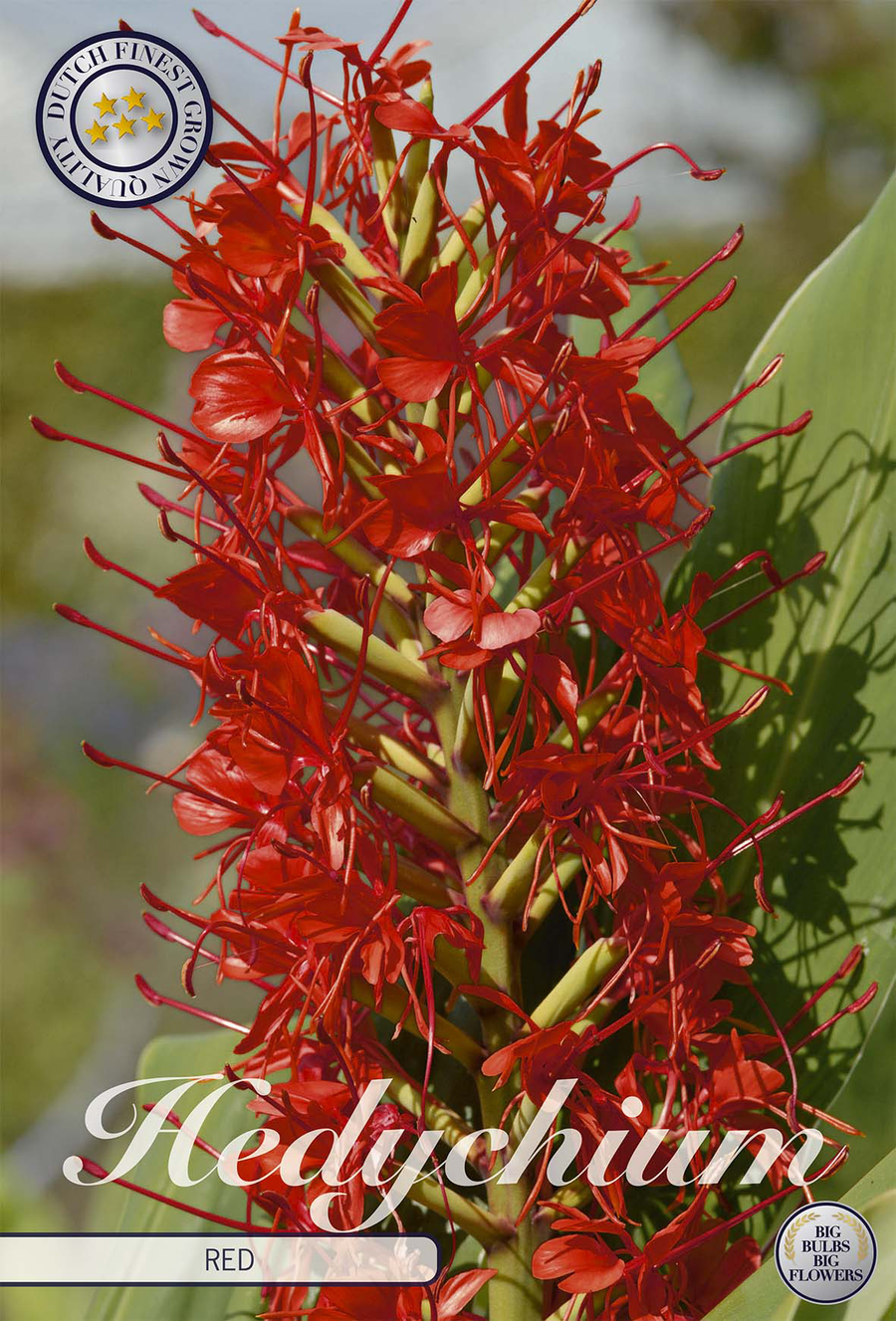 Hedychiumrood