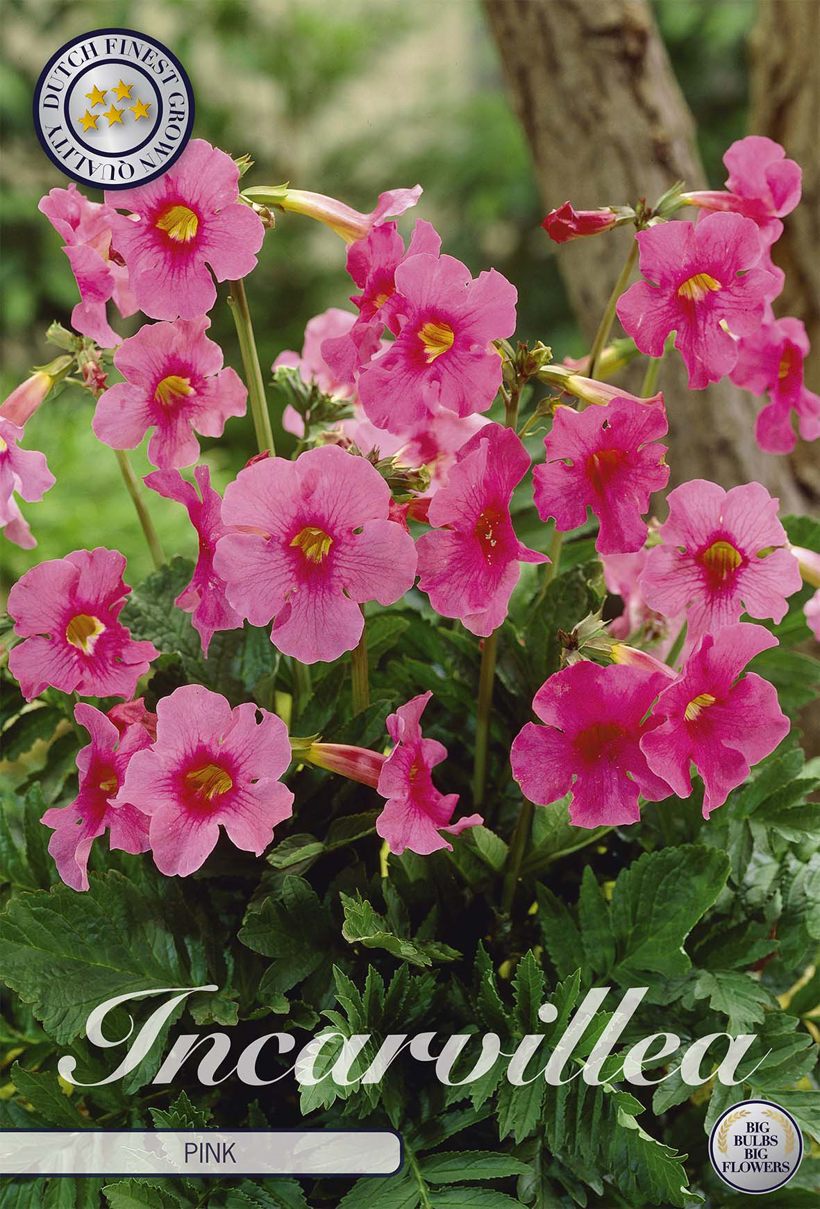 Incarvillea Roze