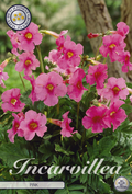 Incarvillea Roze
