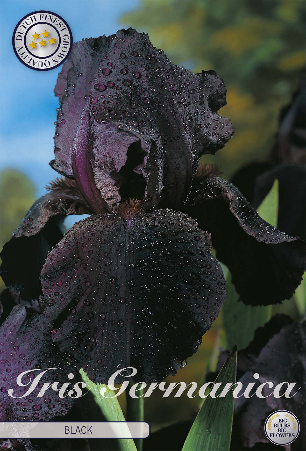 Iris Germanica Zwart