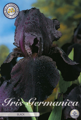 Iris Germanica Zwart
