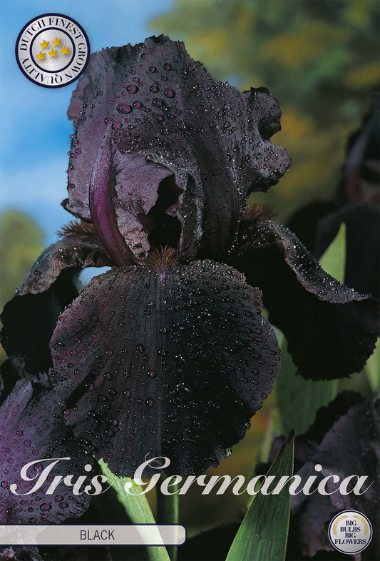 Iris Germanica Zwart