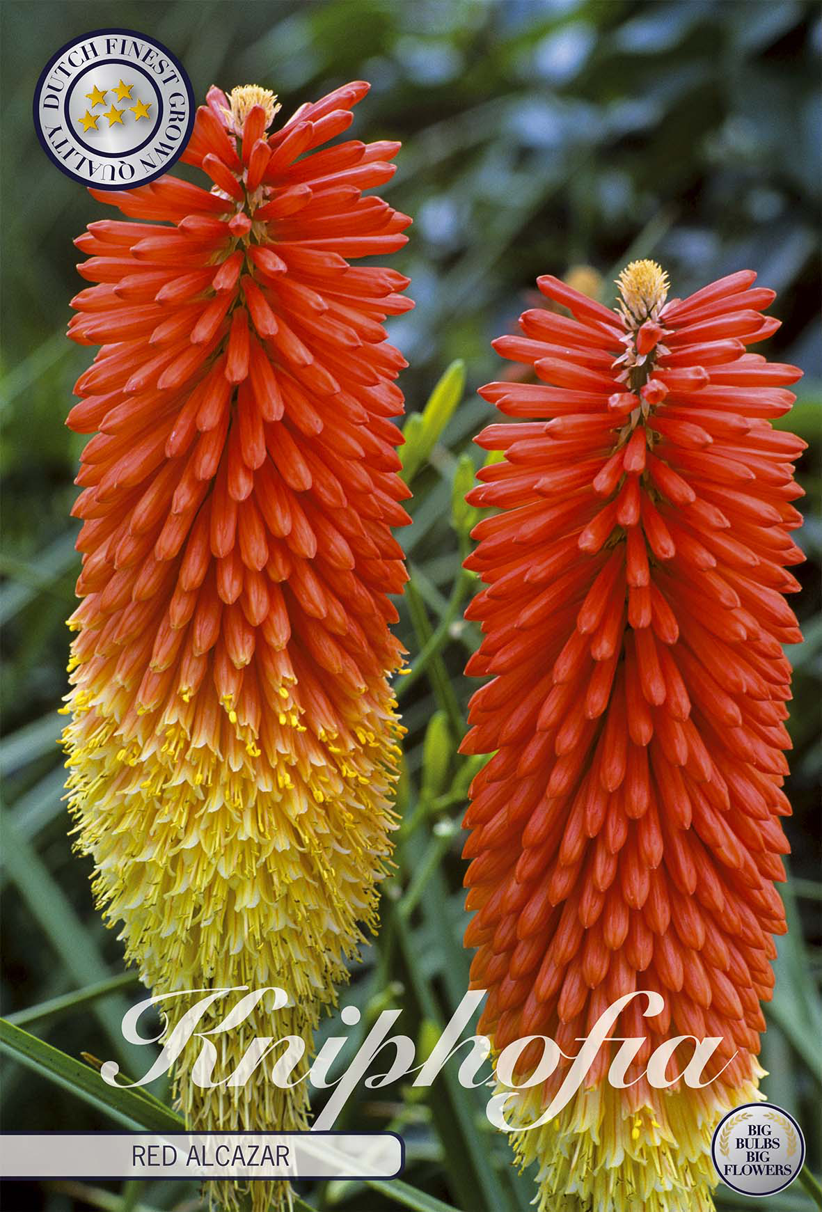 Kniphofia Red Alcazar