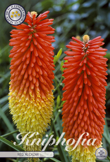 Kniphofia Rode Alcazar