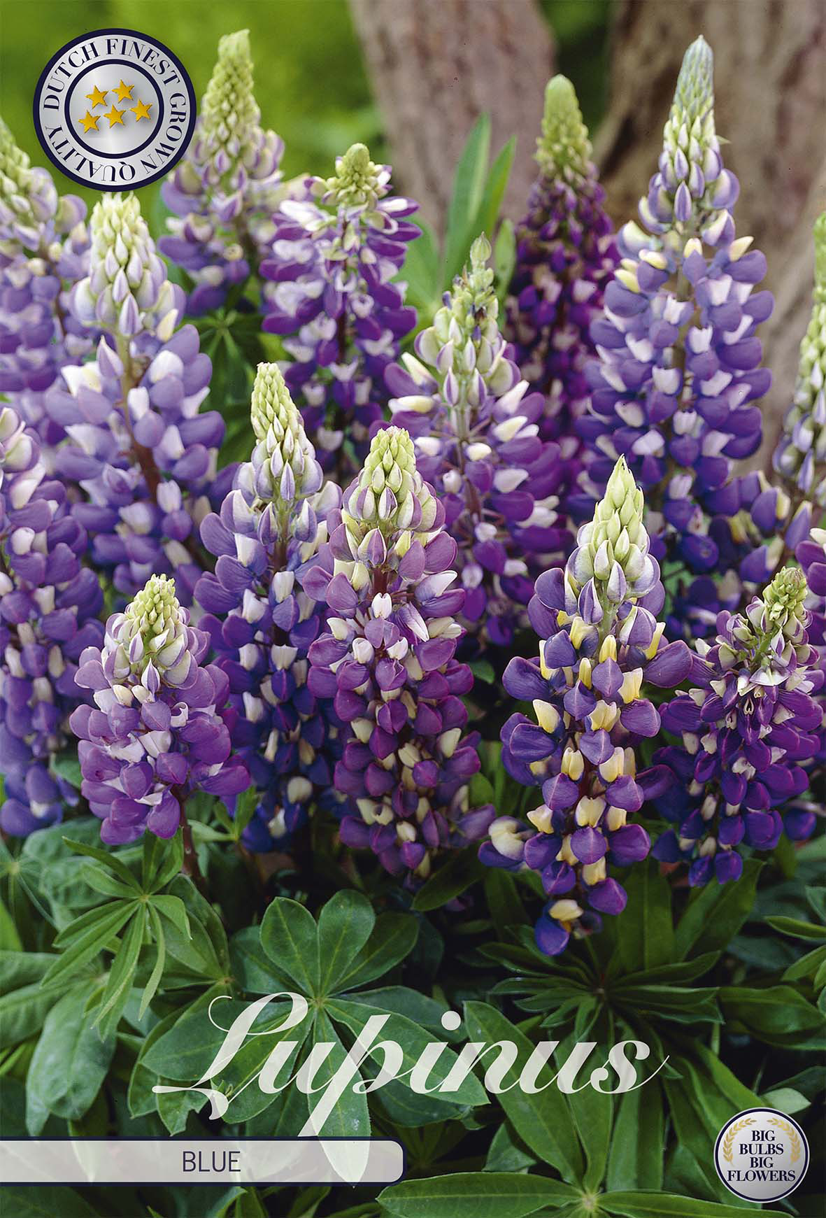 Lupinusblauw