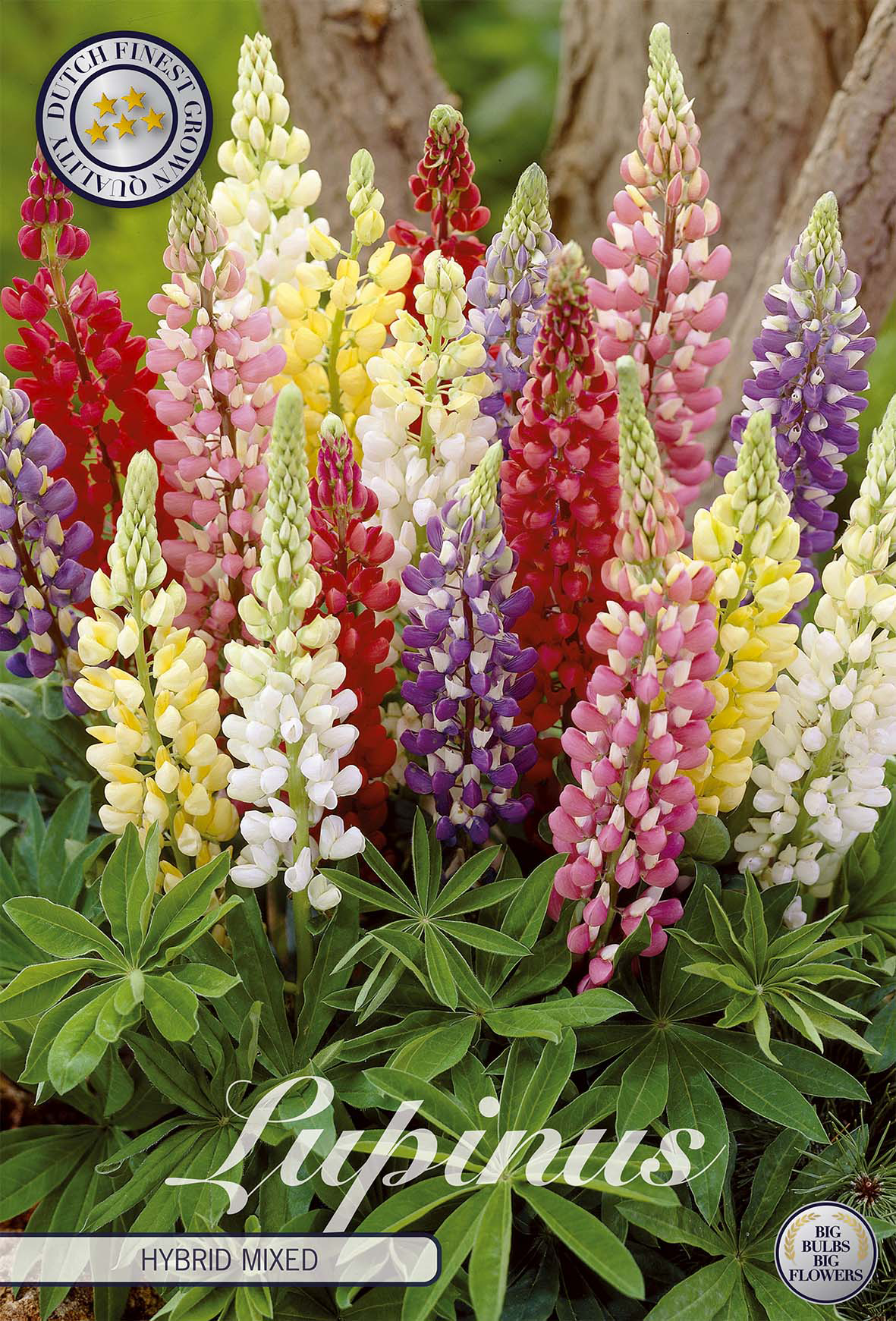 Lupinus hybride gemengd