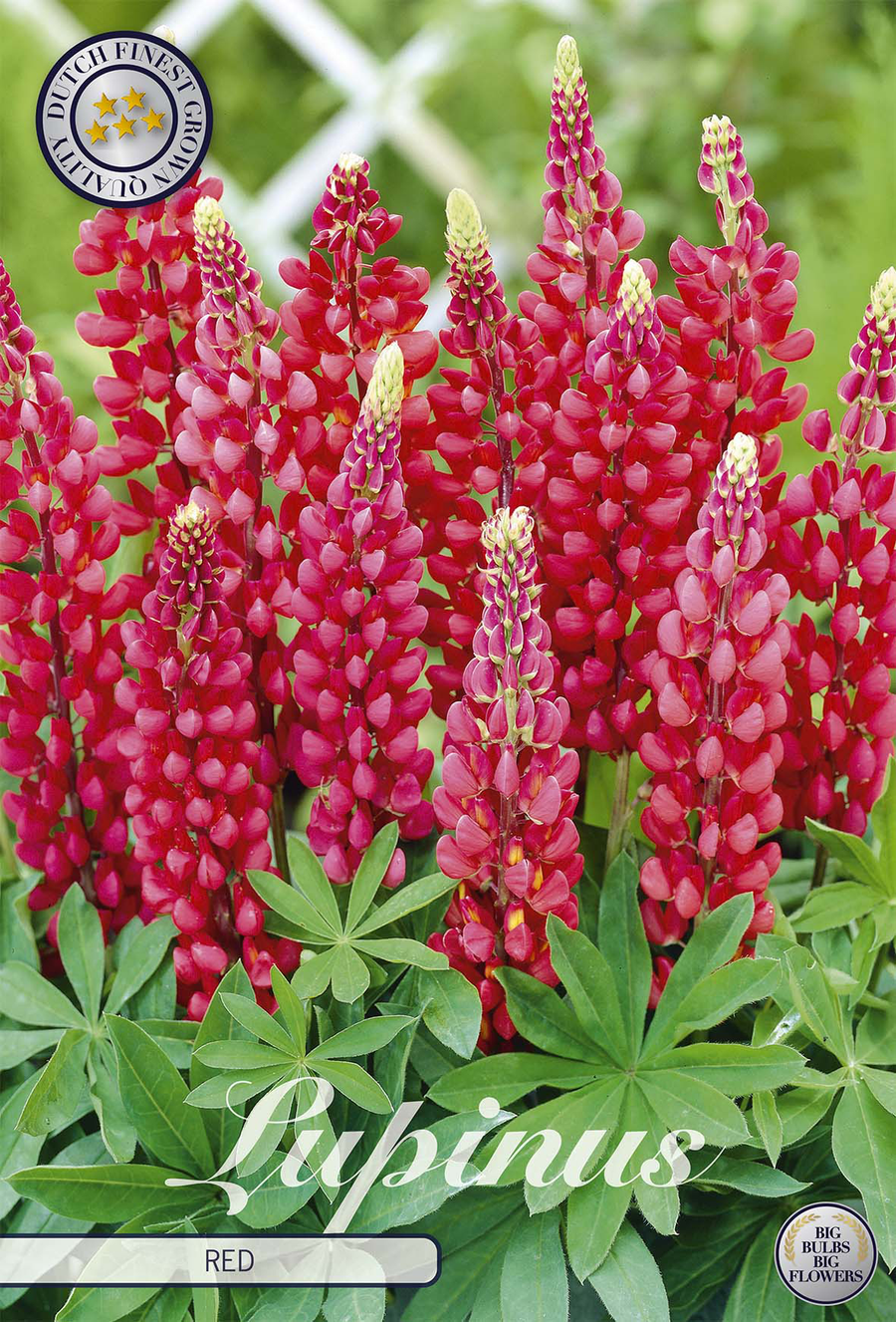 Lupinusrood