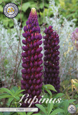 Lupinus Storm