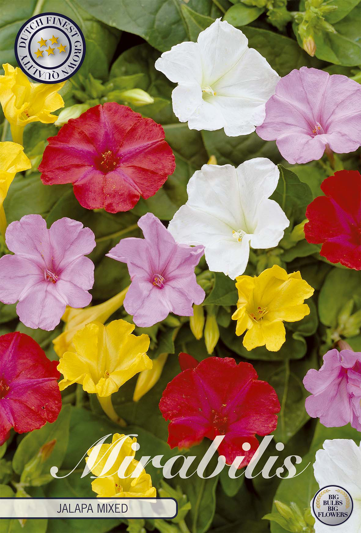 Mirabilis Jalapa Gemengd