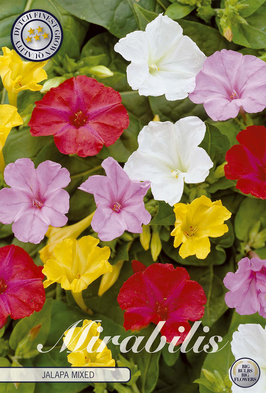 Mirabilis Jalapa Gemengd