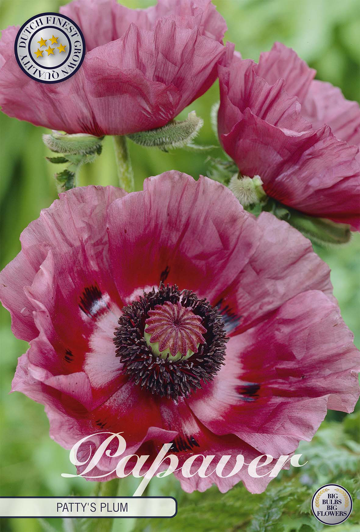 Papaver Patty's Plum