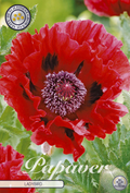 Papaver lieveheersbeestje