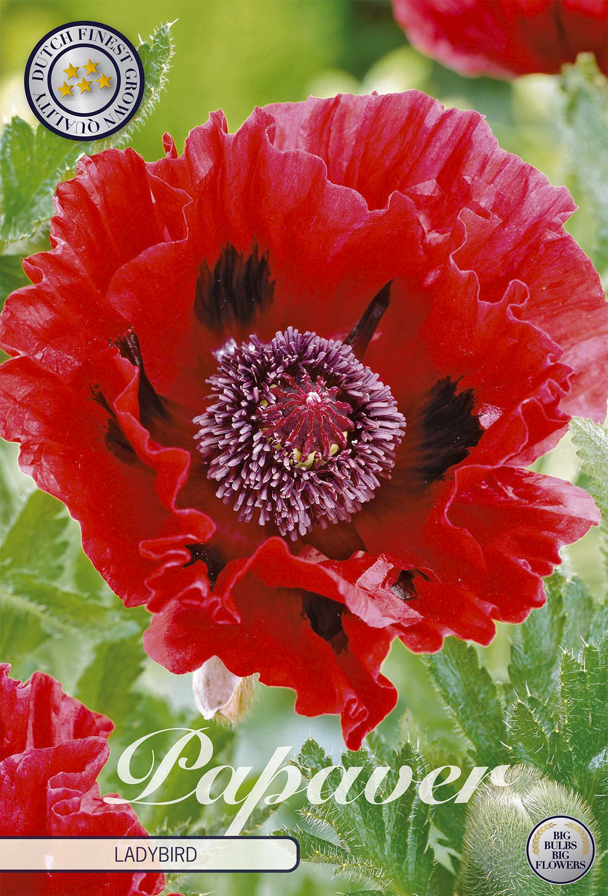 Papaver lieveheersbeestje