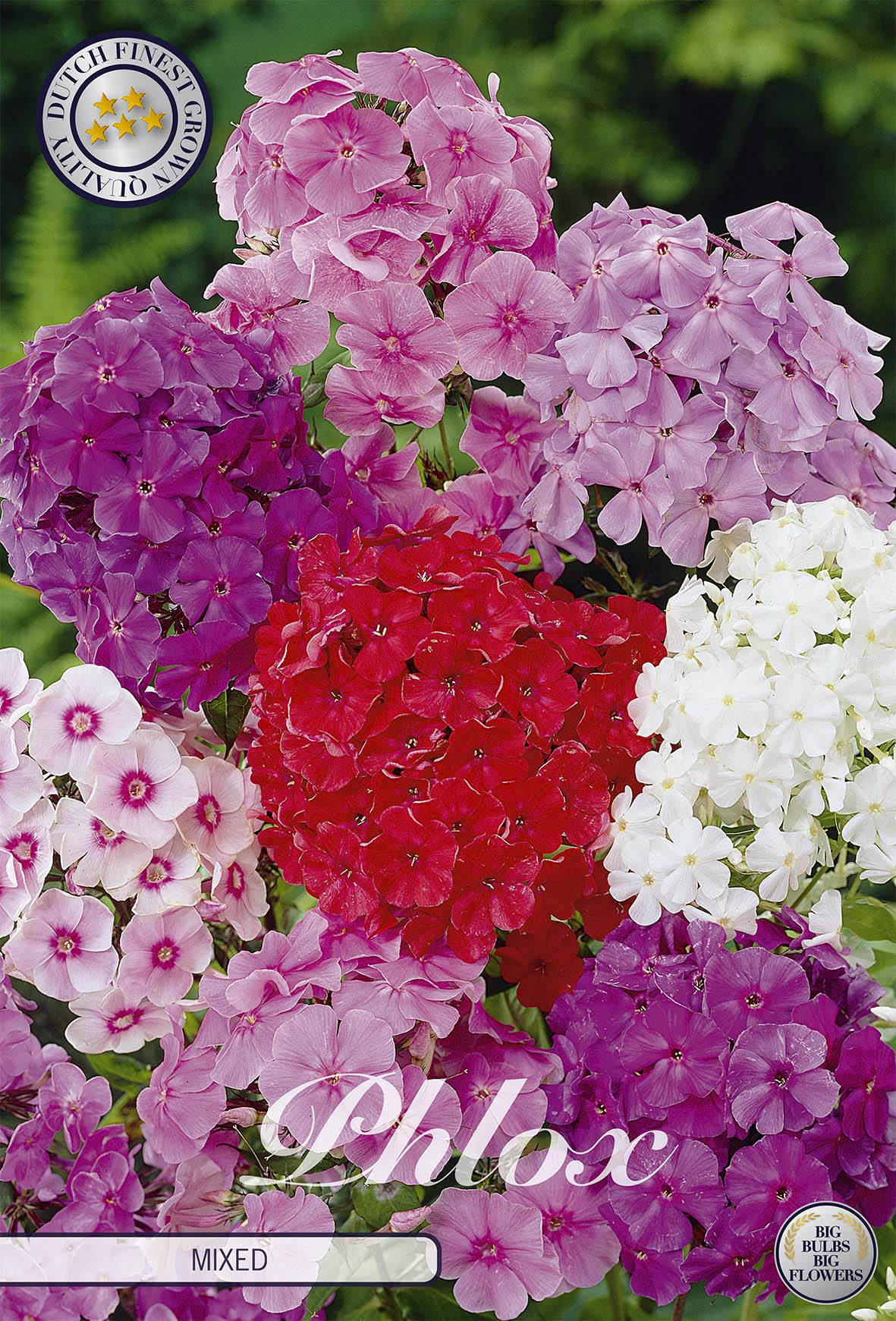 Phlox gemengd