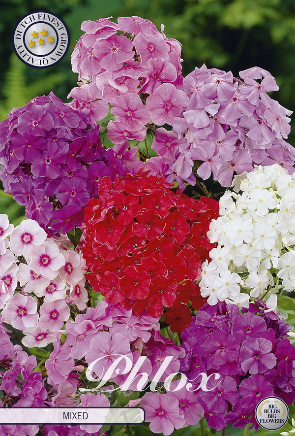 Phlox gemengd