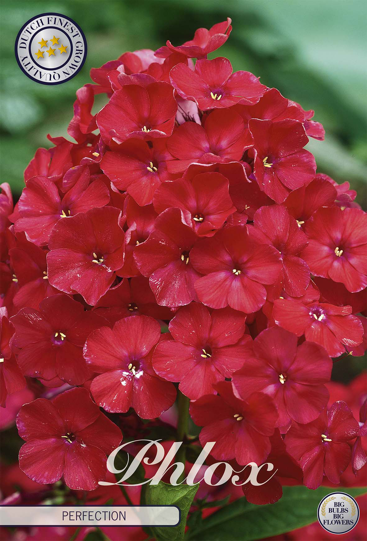 Phlox Perfectie