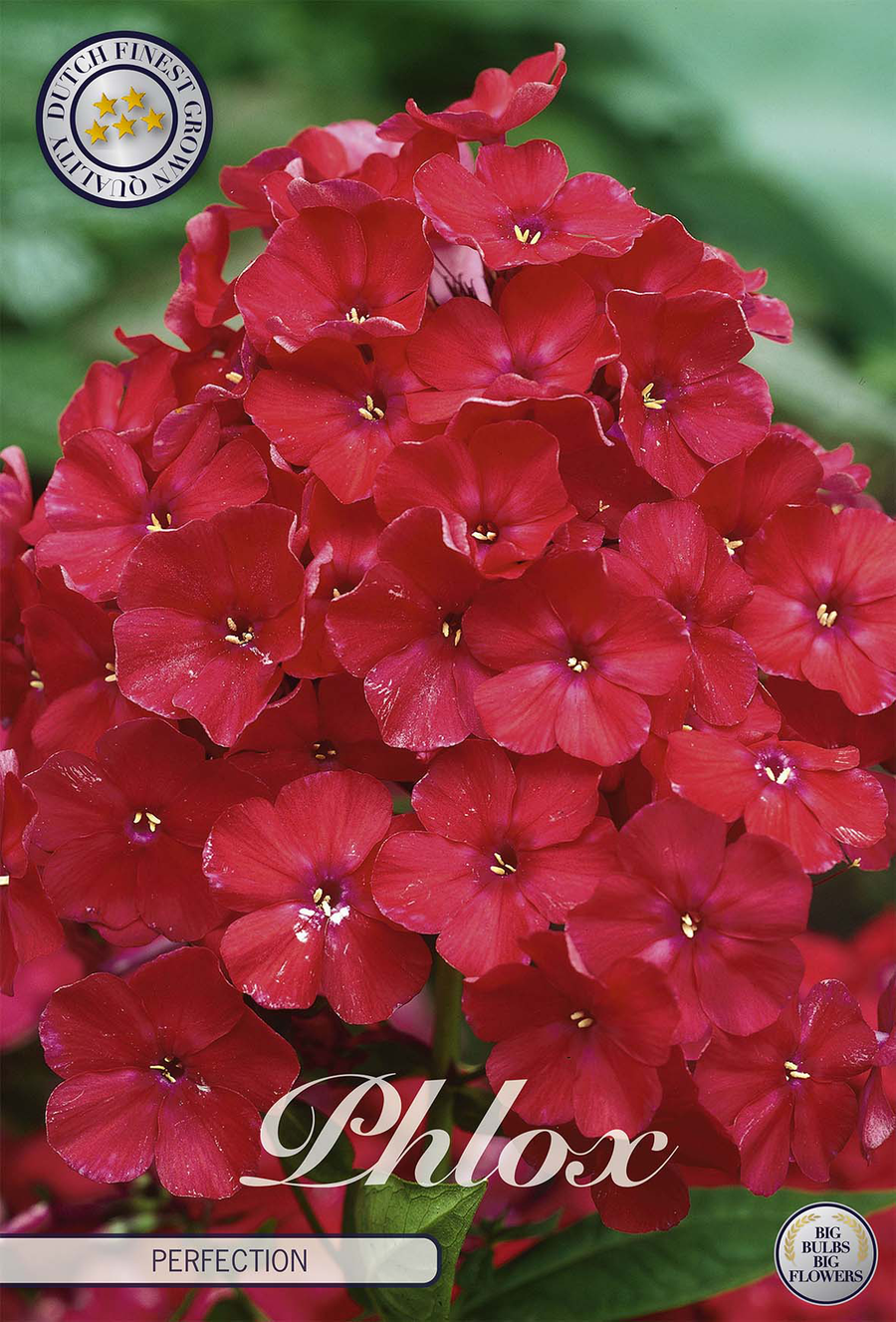 Phlox Perfectie