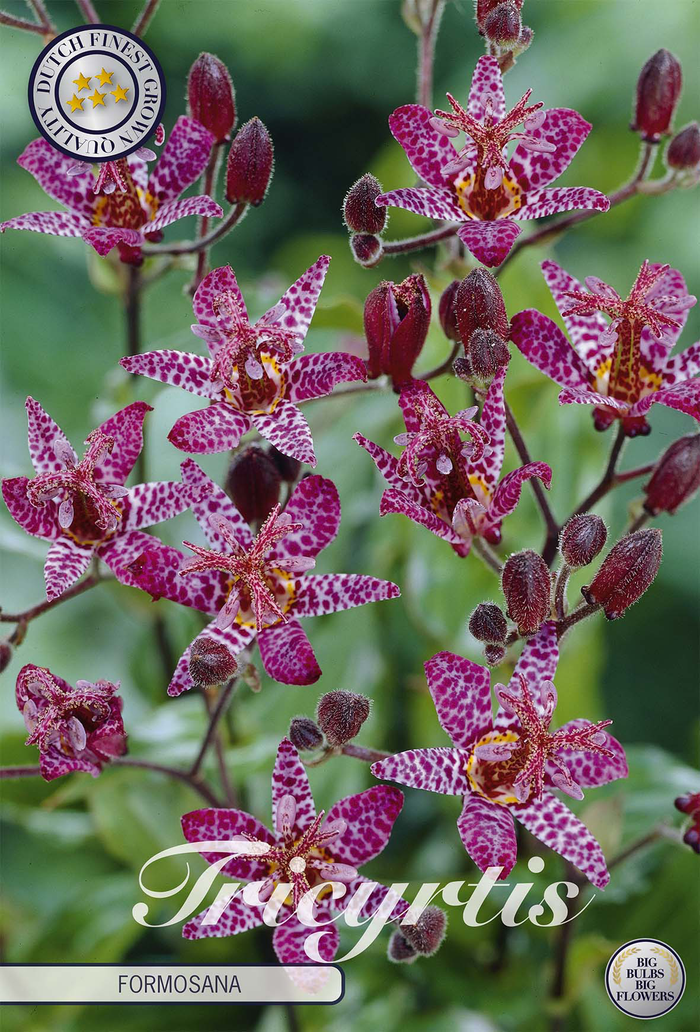 Tricyrtis Formosana