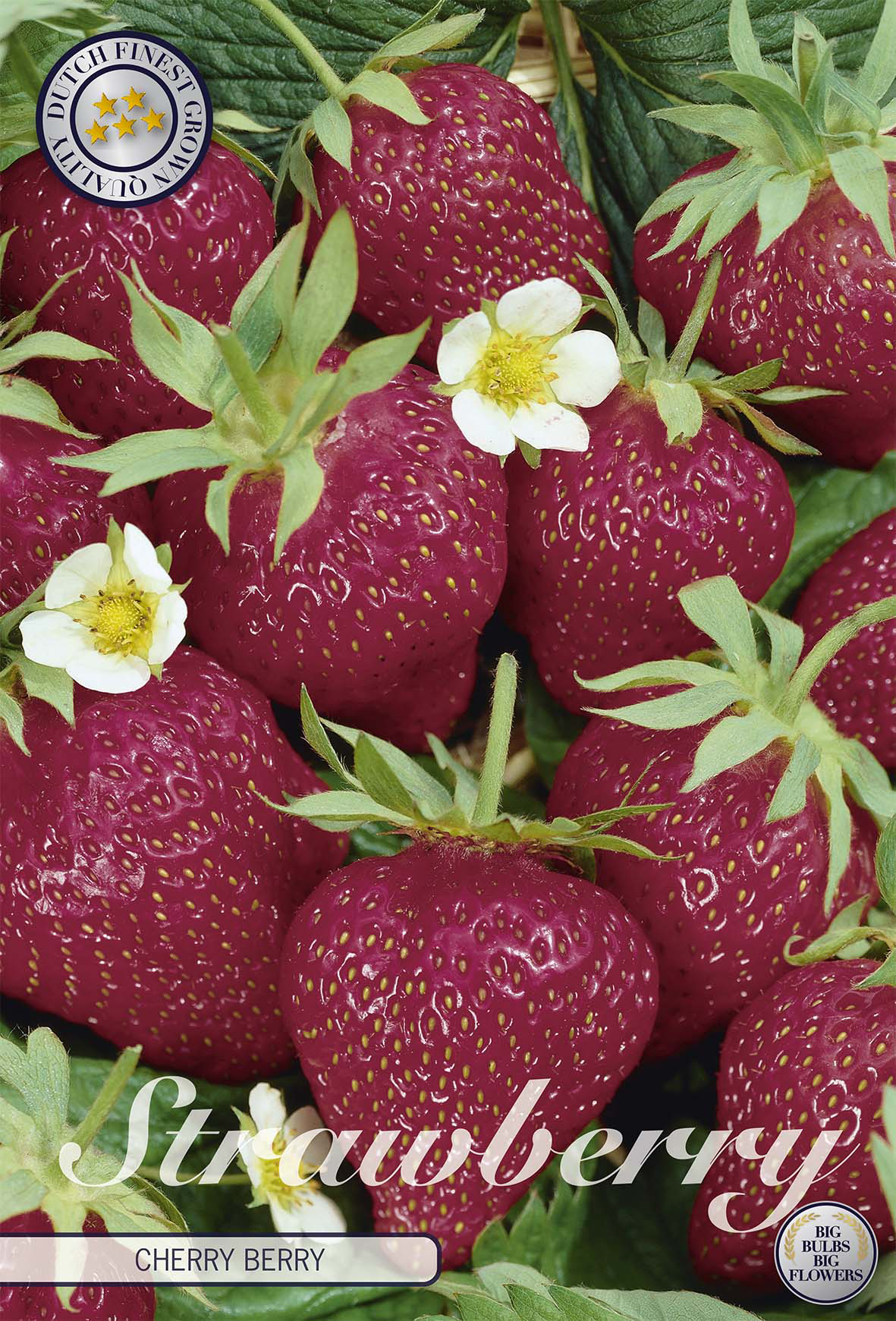 Aardbei Cherry Berry
