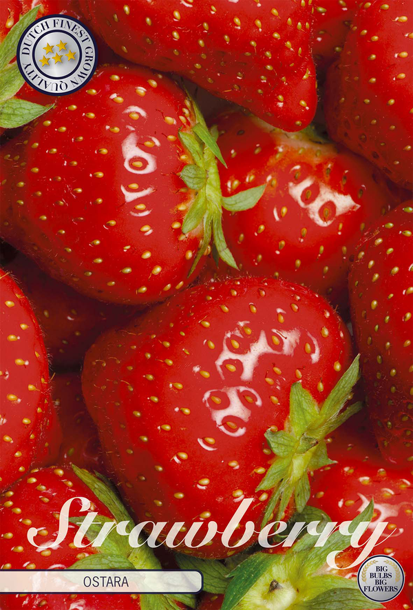 Aardbei Ostara