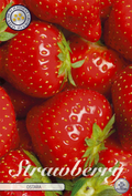 Aardbei Ostara