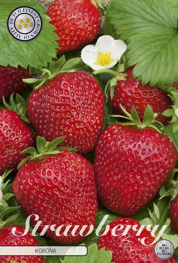 Aardbei Korona