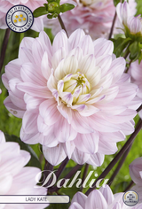 Dahlia Lady Kate