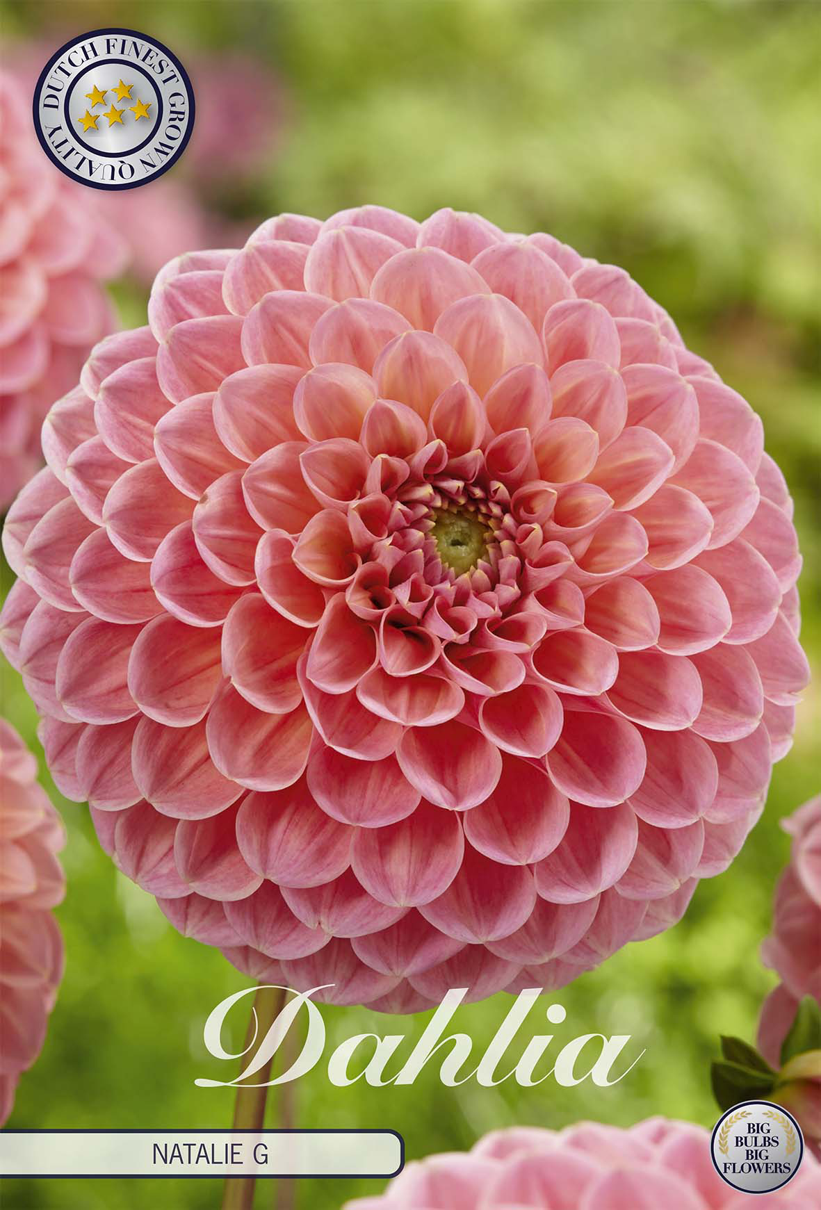 Dahlia Natalie G