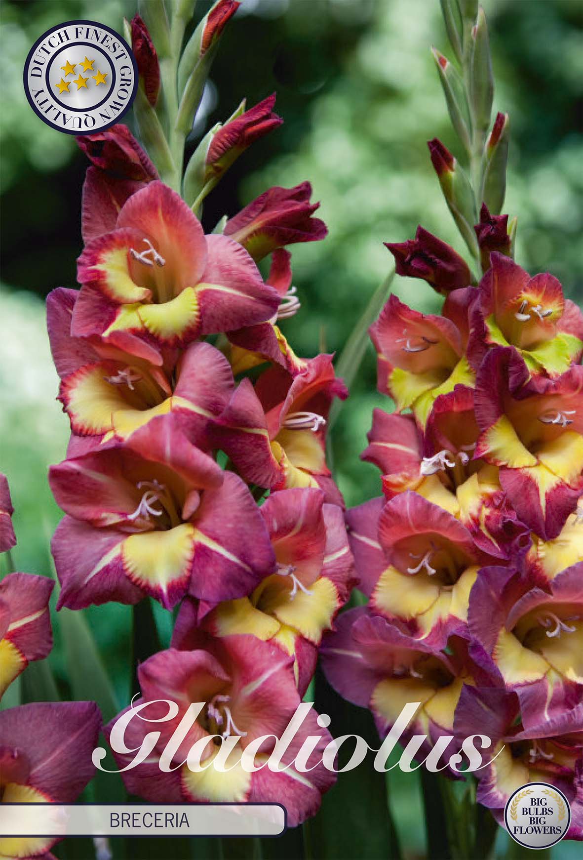 Gladiolus Breceria