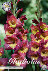 Gladiolus Breceria
