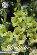 Gladiolus Dingadong