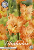 Gladiolus Prinses Frizzle
